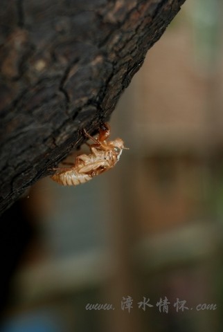 DSC_8204.jpg