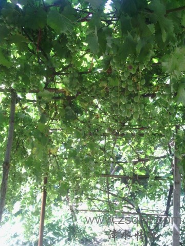 IMG_20120819_104551.jpg