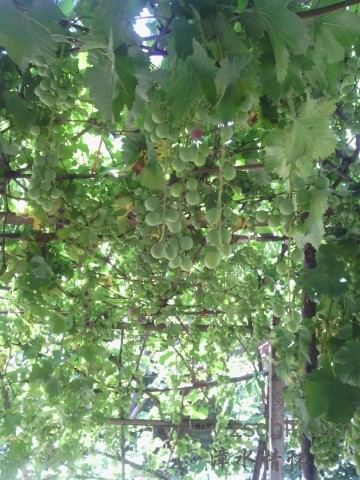 IMG_20120819_104626.jpg