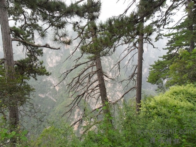 SAM_0466.jpg