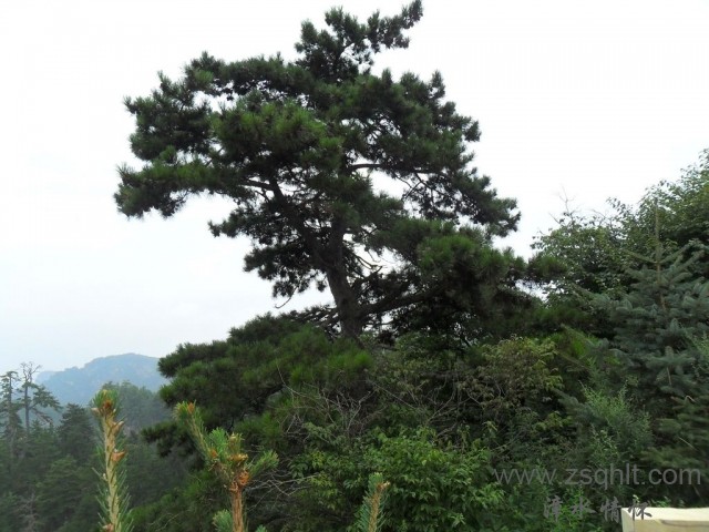SAM_0498.jpg