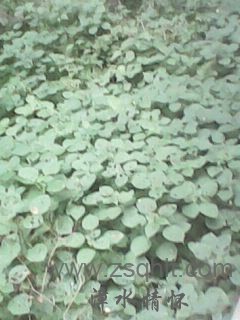 IMG0403A.jpg