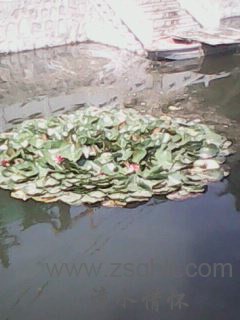 IMG0452A.jpg
