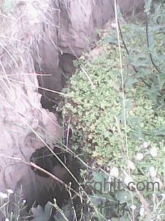IMG0326A.jpg