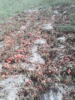 IMG0464A.jpg