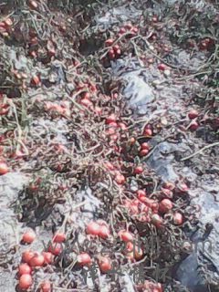 IMG0465A.jpg
