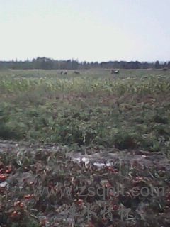 IMG0468A.jpg