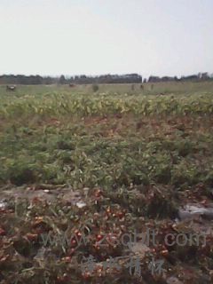 IMG0469A.jpg