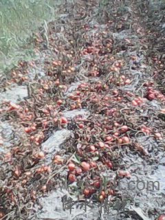 IMG0471A.jpg