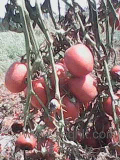 IMG0472A.jpg