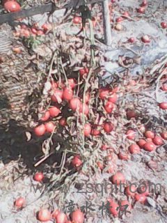 IMG0473A.jpg