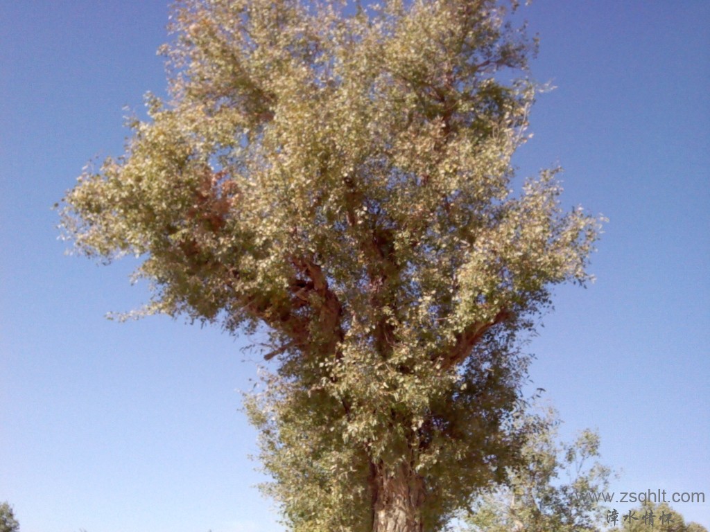 IMG_20121007_142451.jpg
