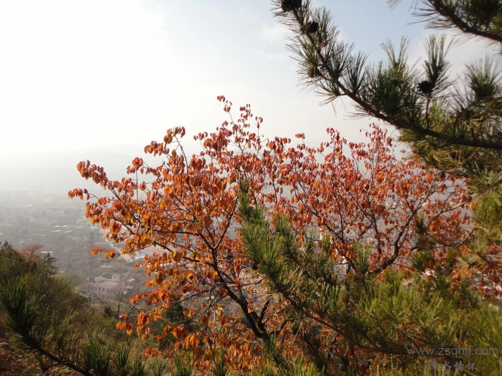 DSC02127(50%).JPG
