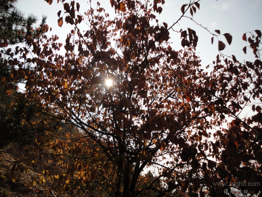 DSC02128(50%).JPG