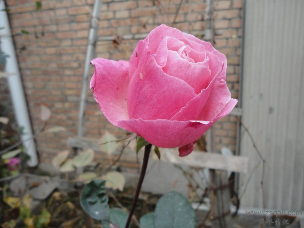 DSC02154(50%).JPG