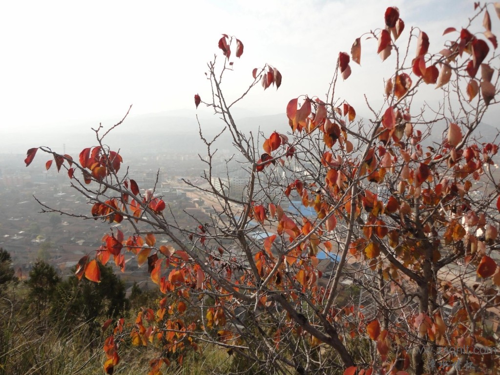 DSC02136(50%).JPG