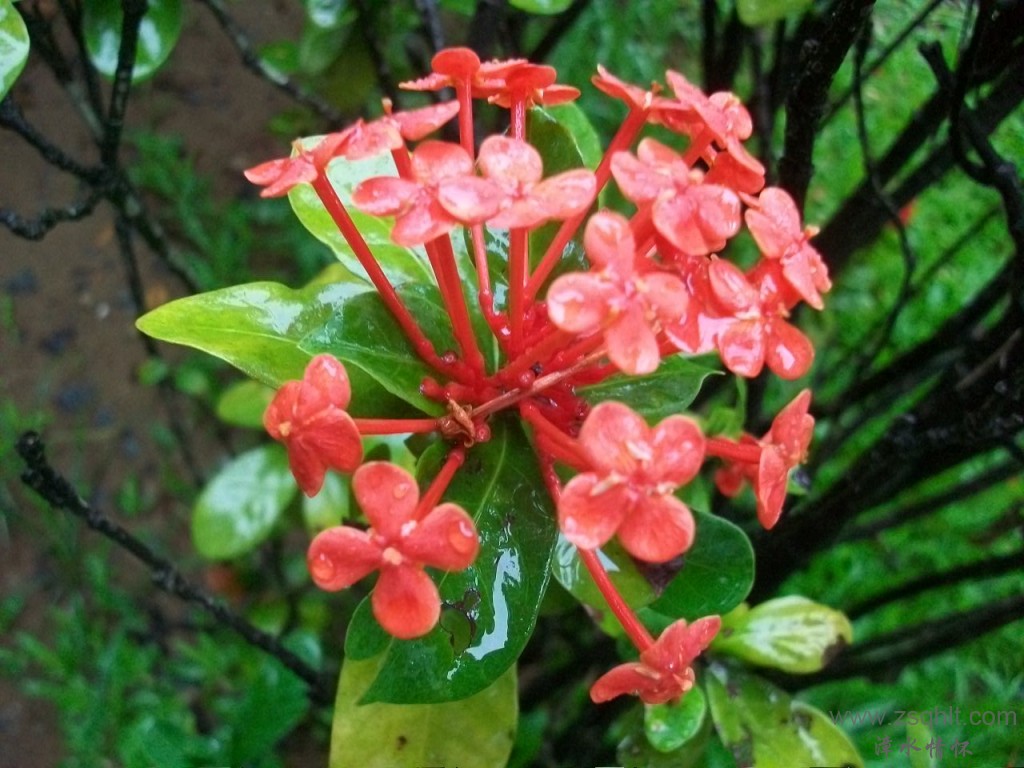 Ƭ 003.jpg