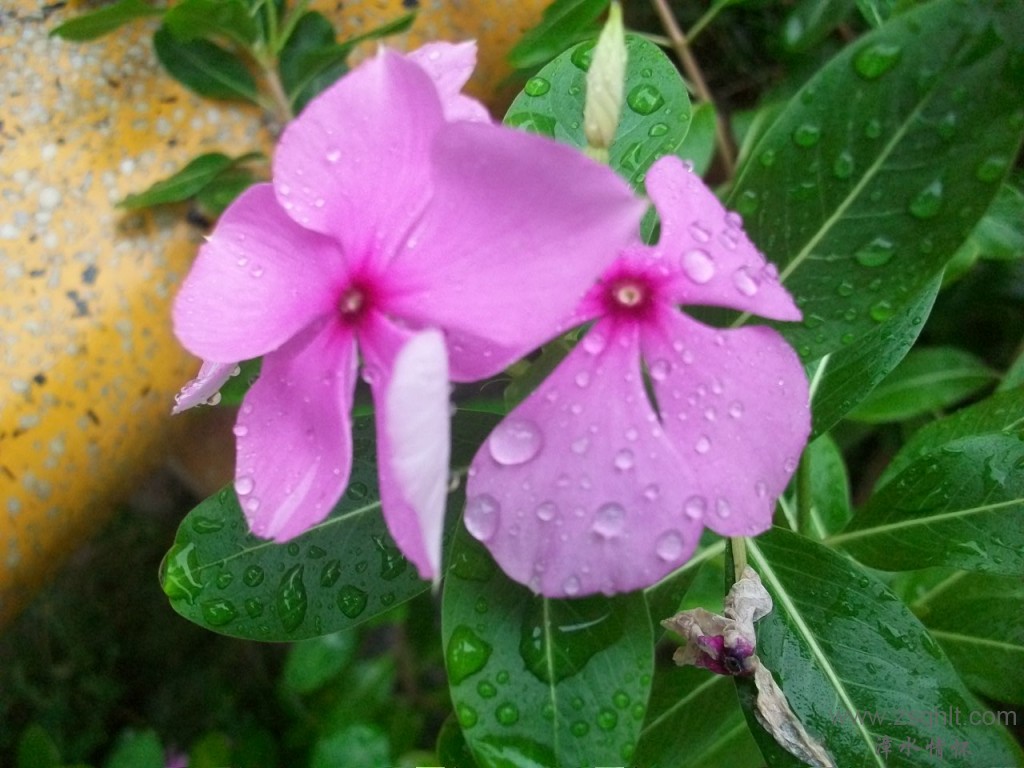 Ƭ 005.jpg