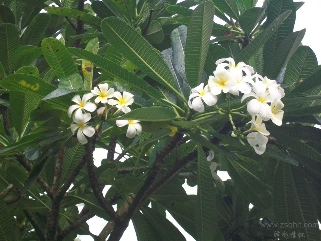 Ƭ 010.jpg
