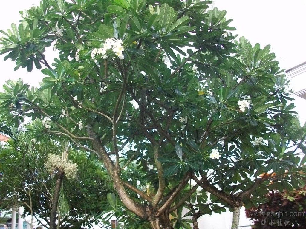Ƭ 011.jpg