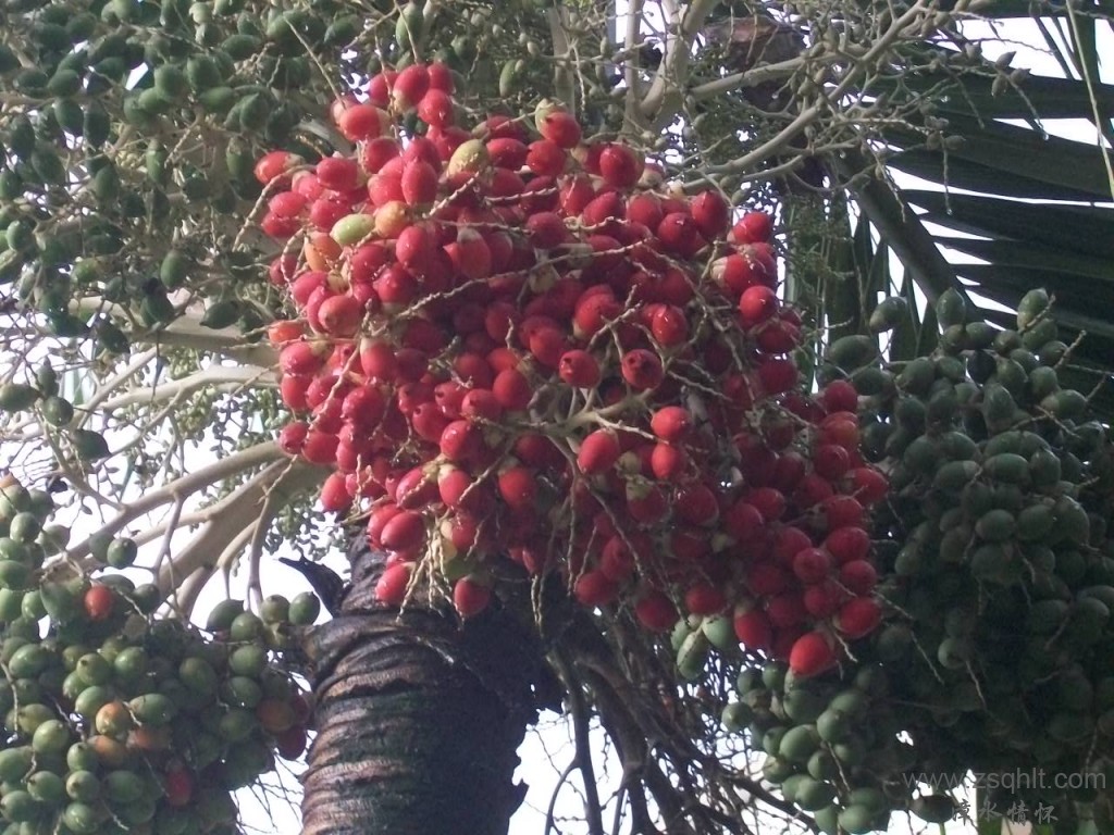 Ƭ 012.jpg
