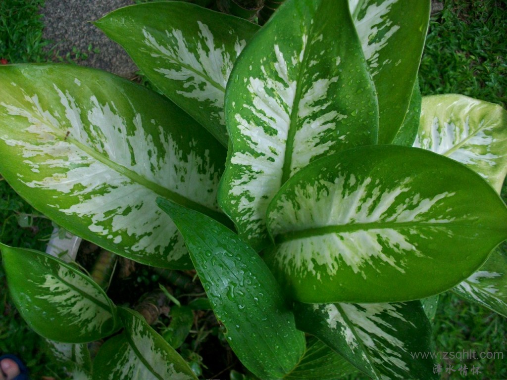 Ƭ 016.jpg