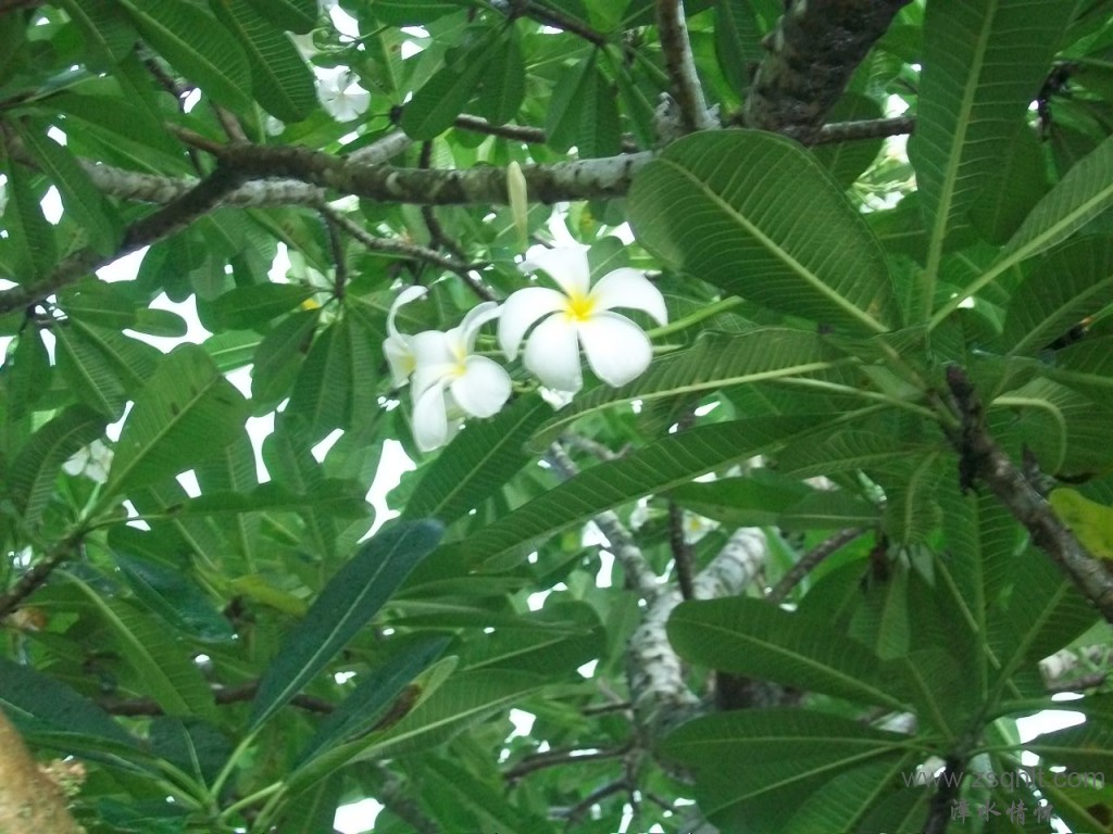 Ƭ 019.jpg