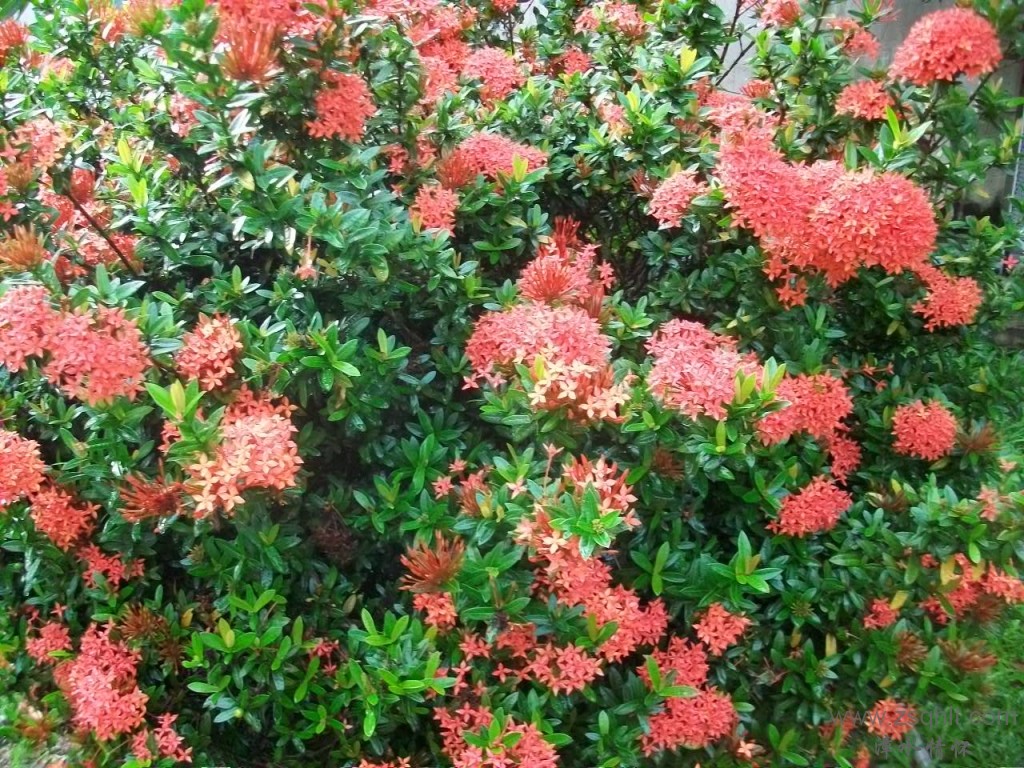 Ƭ 020.jpg