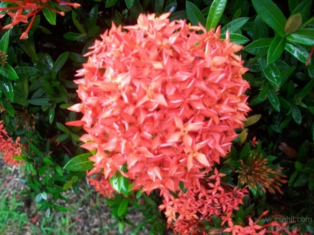 Ƭ 021.jpg