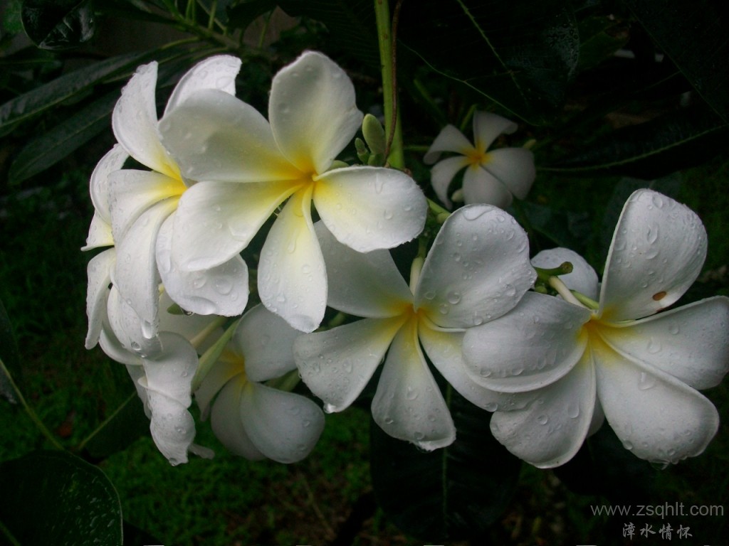 Ƭ 023.jpg