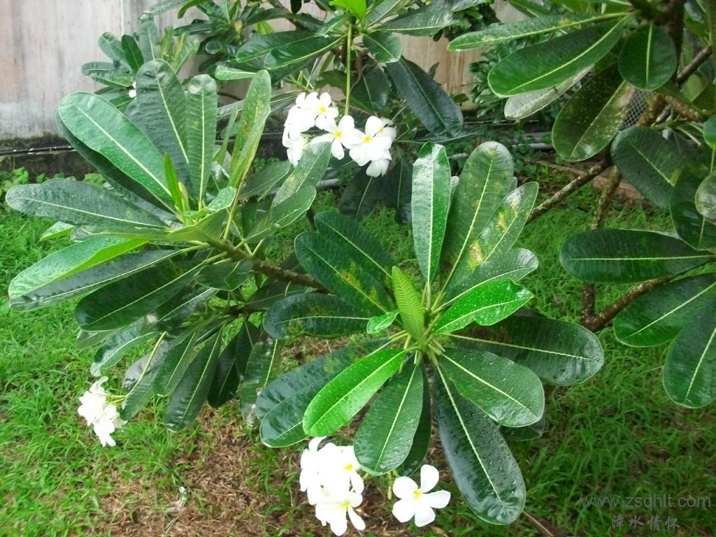 Ƭ 024.jpg