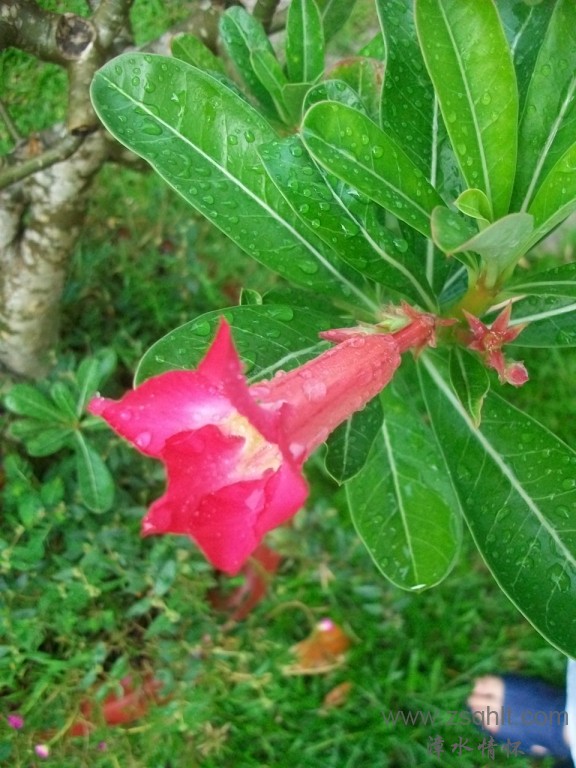 Ƭ 027.jpg