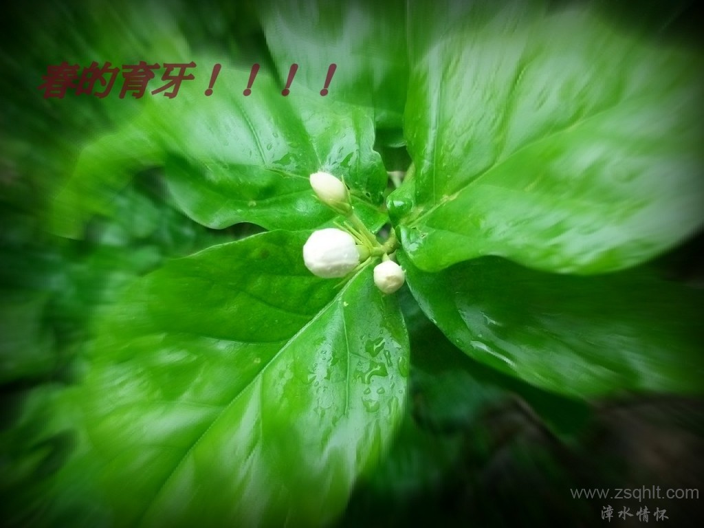 Ƭ 001.jpg