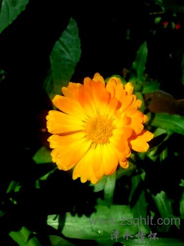 IMG20121228120326.jpg