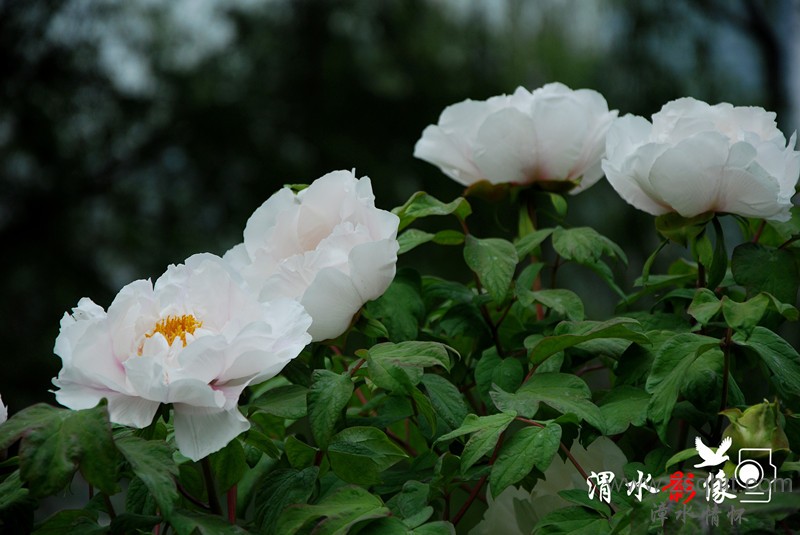 DSC_8311_.jpg