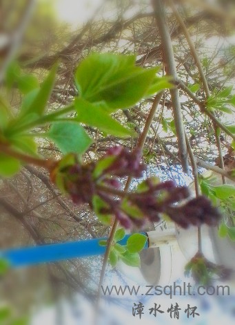 IMG_20130324_144203_mh000.jpg