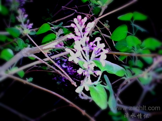IMG_20130331_014720_mh000.jpg