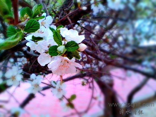 IMG_20130326_191355_mh000.jpg