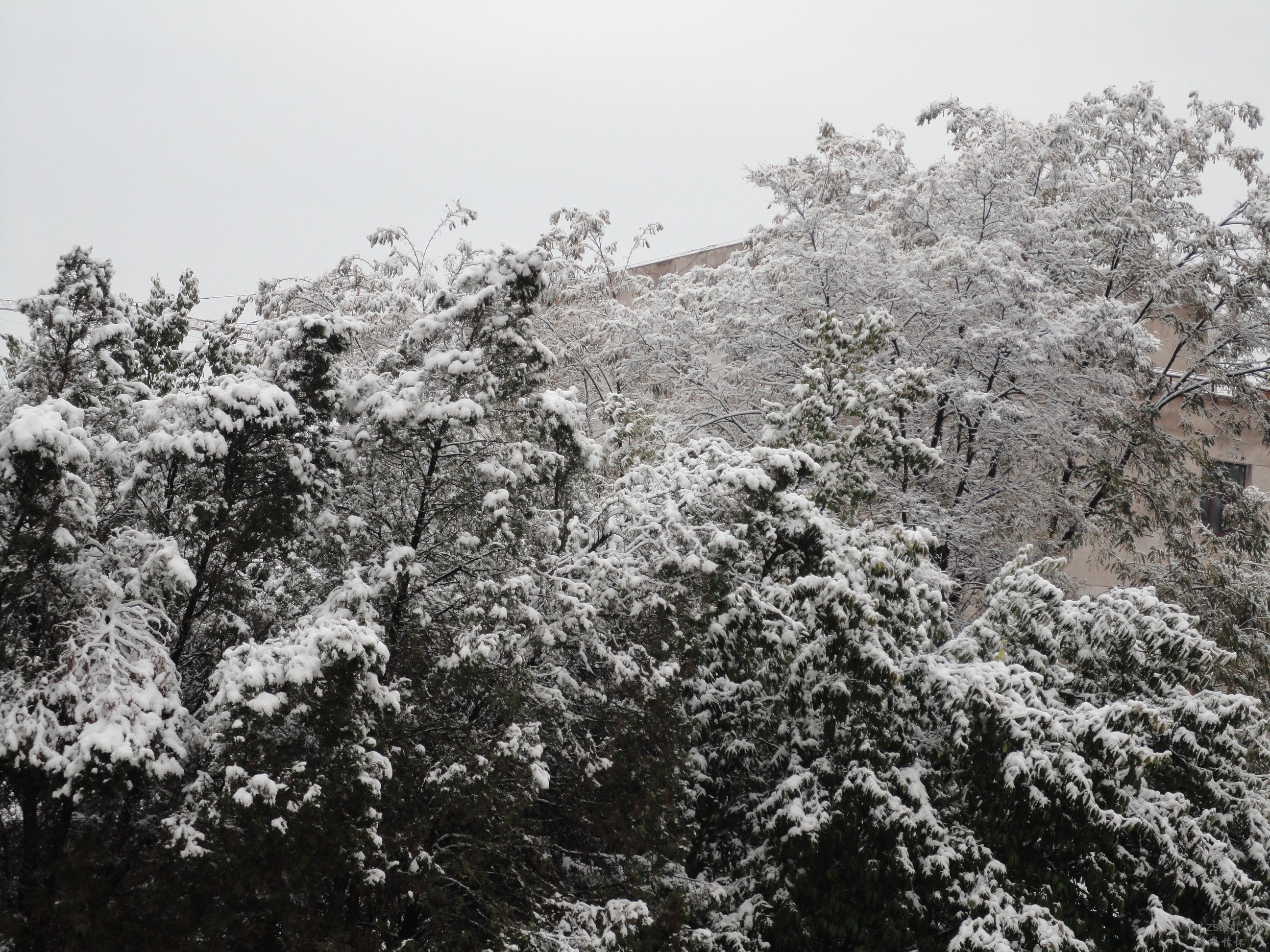 DSC08835.JPG